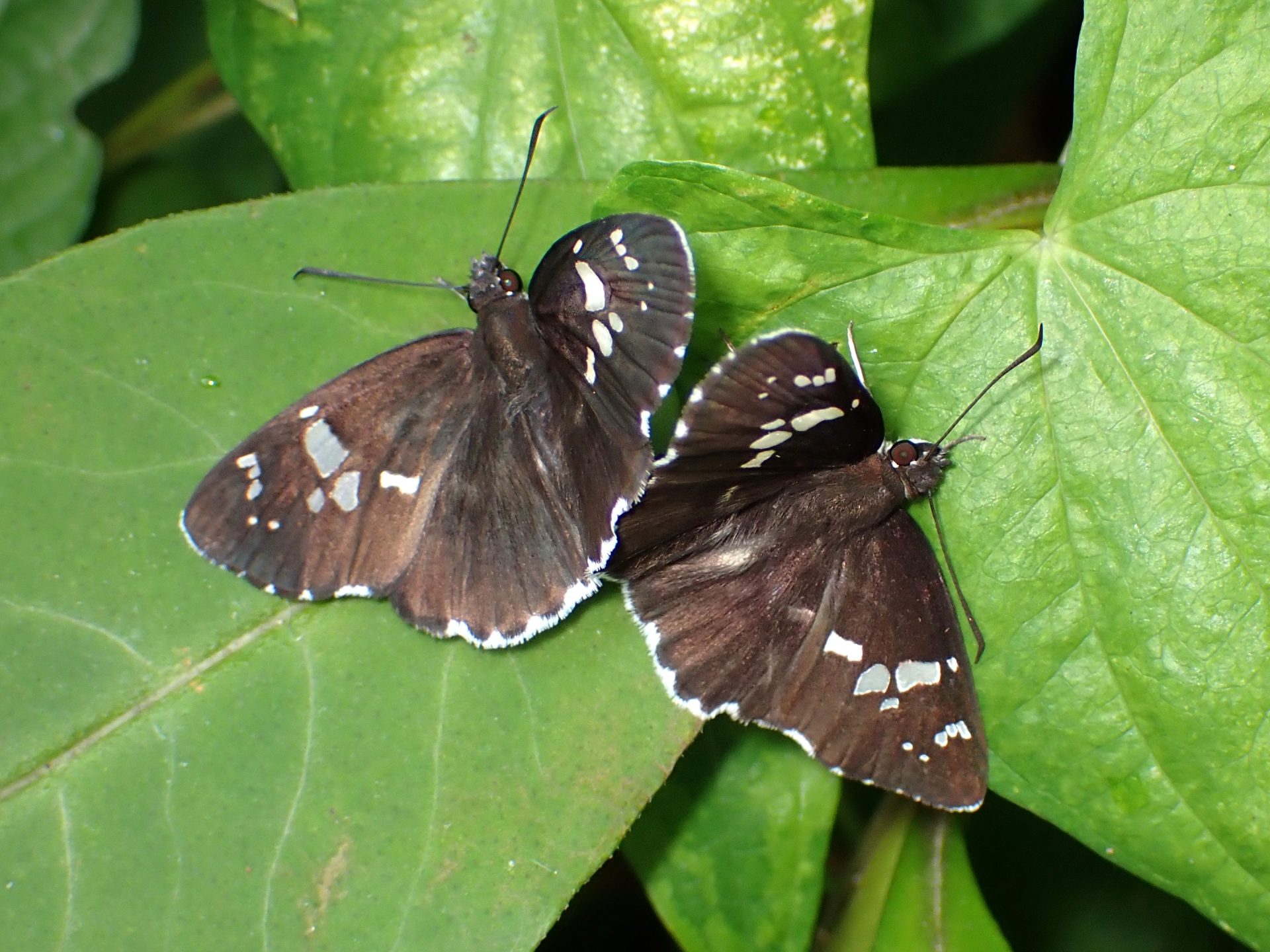 ダイミョウセセリ の高画質写真です。横浜市で、2025年8月12日に撮影したものです。