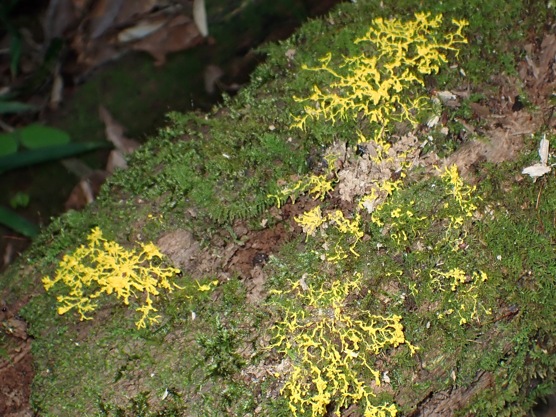 ドロホコリの仲間 の高画質写真です。横浜市で、2025年8月23日に撮影したものです。