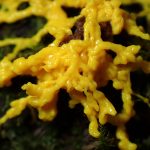 ドロホコリの仲間 の高画質写真です。横浜市で、2025年8月23日に撮影したものです。