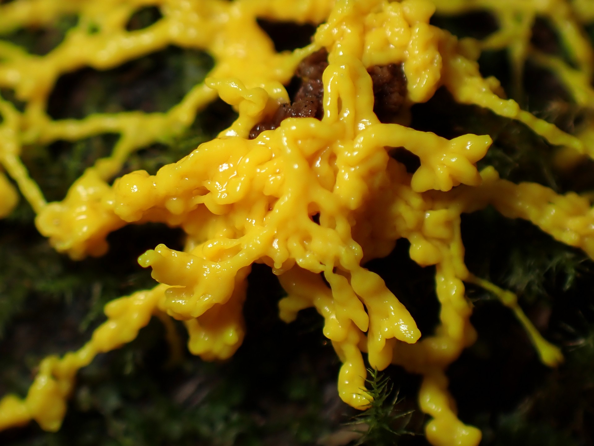 ドロホコリの仲間 の高画質写真です。横浜市で、2025年8月23日に撮影したものです。