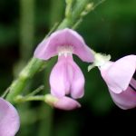 フジカンゾウ の高画質写真です。横浜市で、2025年8月13日に撮影したものです。