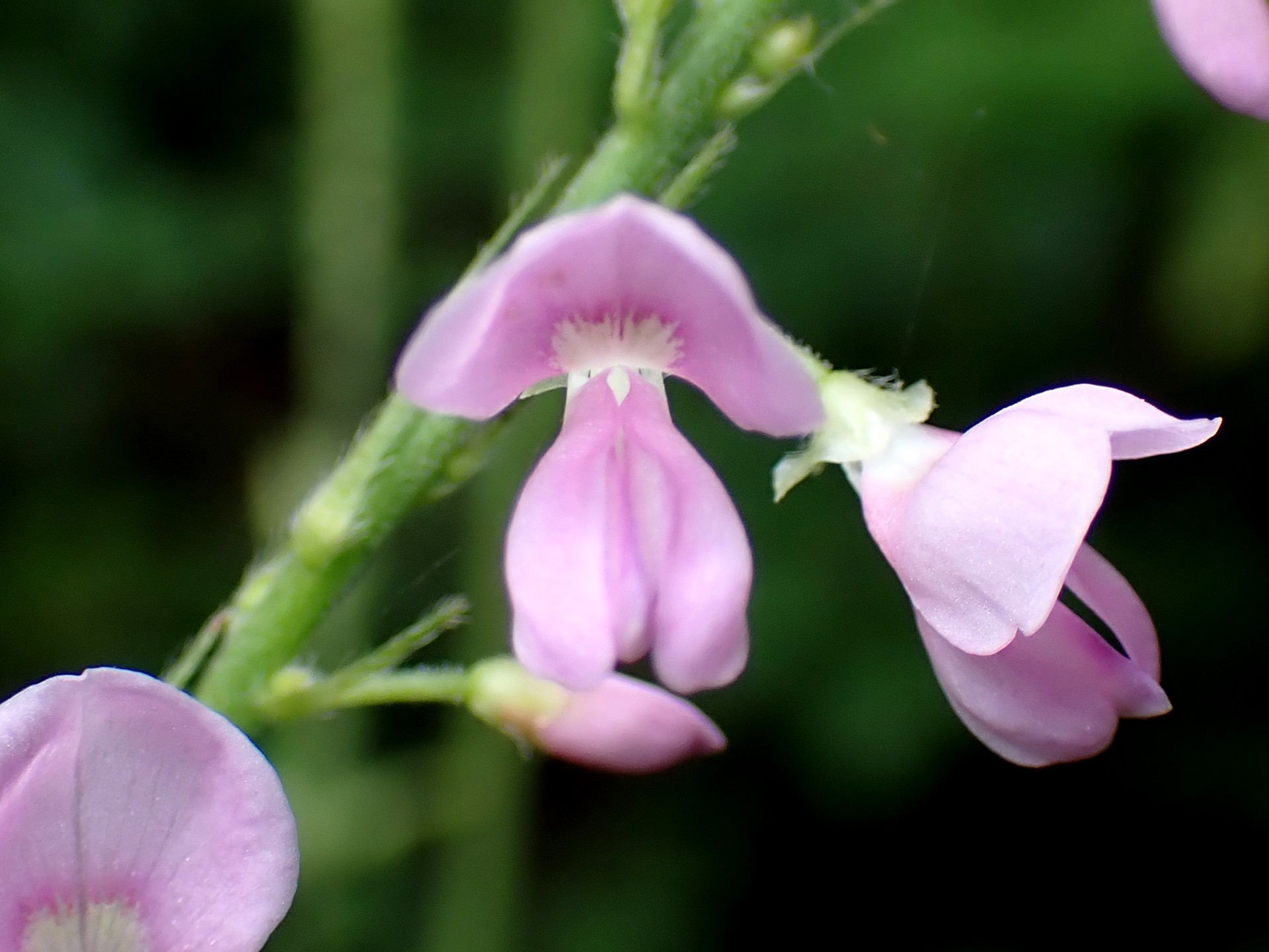 フジカンゾウ の高画質写真です。横浜市で、2025年8月13日に撮影したものです。
