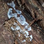 不明-粘菌 の高画質写真です。横浜市で、2025年8月19日に撮影したものです。