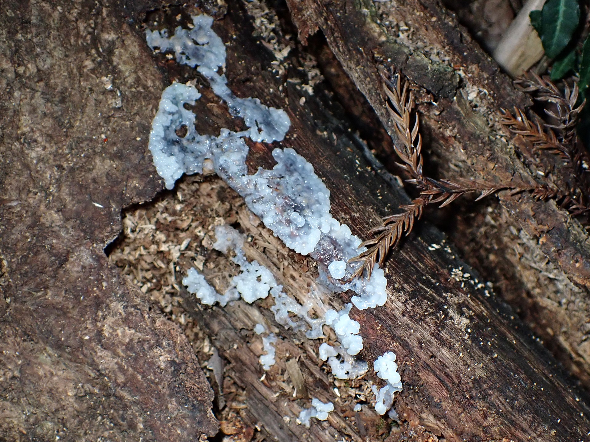 不明-粘菌 の高画質写真です。横浜市で、2025年8月19日に撮影したものです。