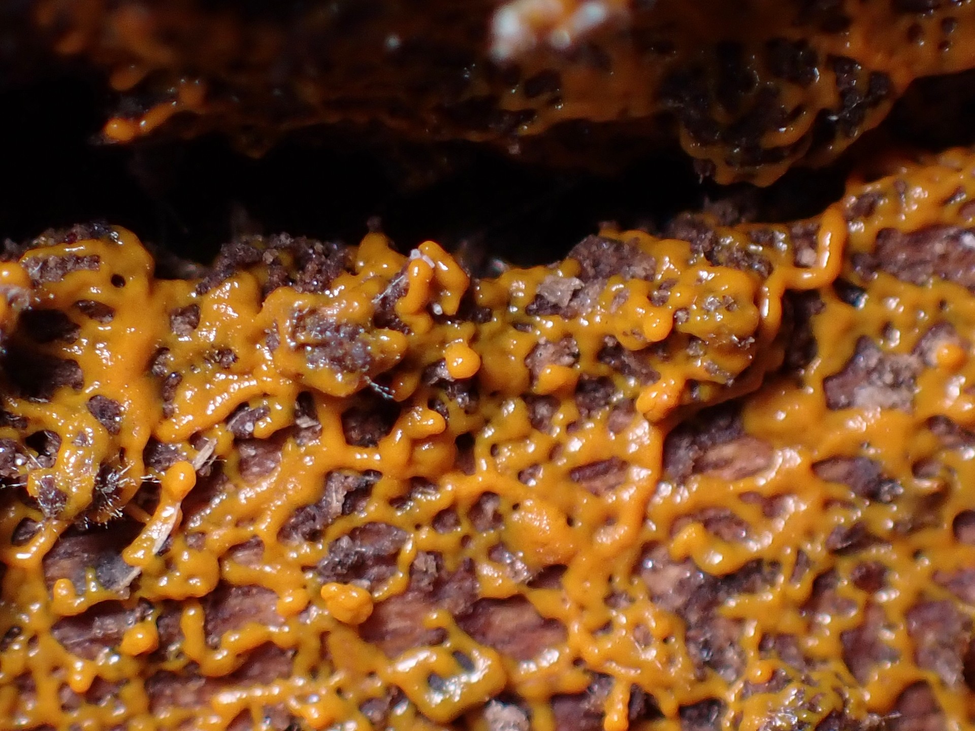 不明-粘菌 の高画質写真です。横浜市で、2025年8月16日に撮影したものです。