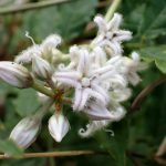 ガガイモ の高画質写真です。横浜市で、2025年8月25日に撮影したものです。