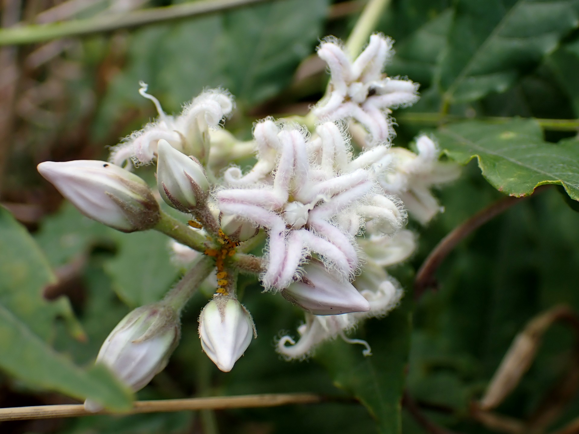 ガガイモ の高画質写真です。横浜市で、2025年8月25日に撮影したものです。