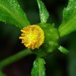 ガンクビソウ の高画質写真です。横浜市で、2025年8月11日に撮影したものです。