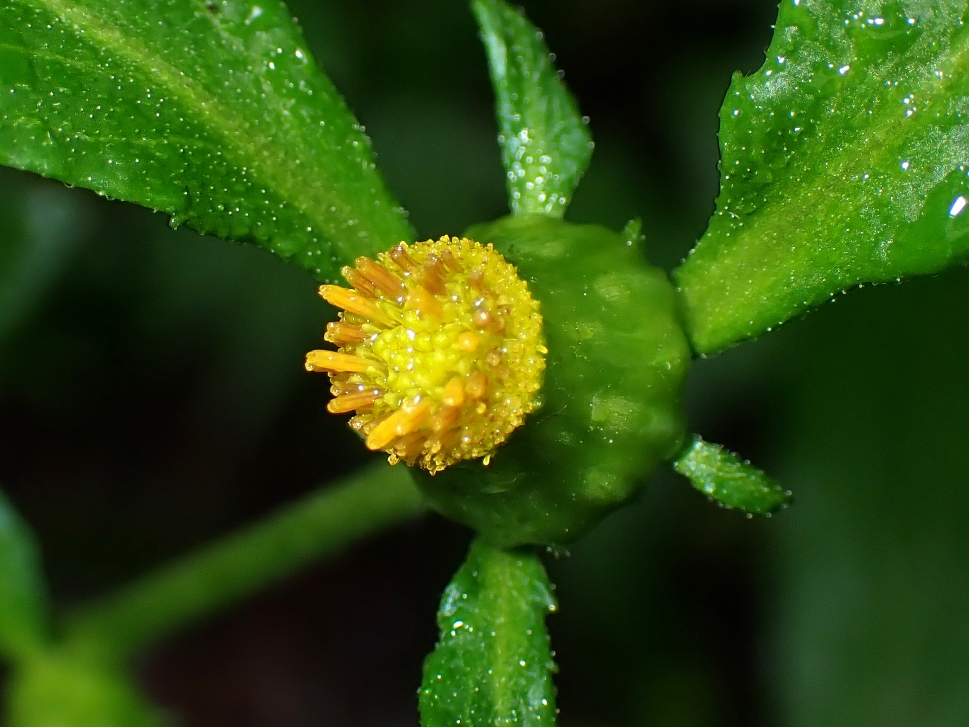 ガンクビソウ の高画質写真です。横浜市で、2025年8月11日に撮影したものです。