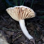 ヒロハウスズミチチタケ の高画質写真です。横浜市で、2025年8月28日に撮影したものです。