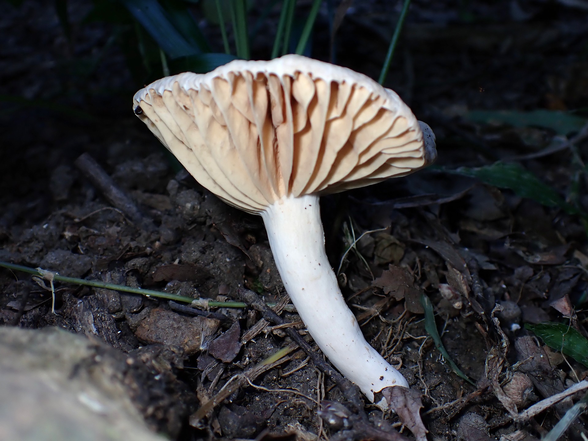 ヒロハウスズミチチタケ の高画質写真です。横浜市で、2025年8月28日に撮影したものです。