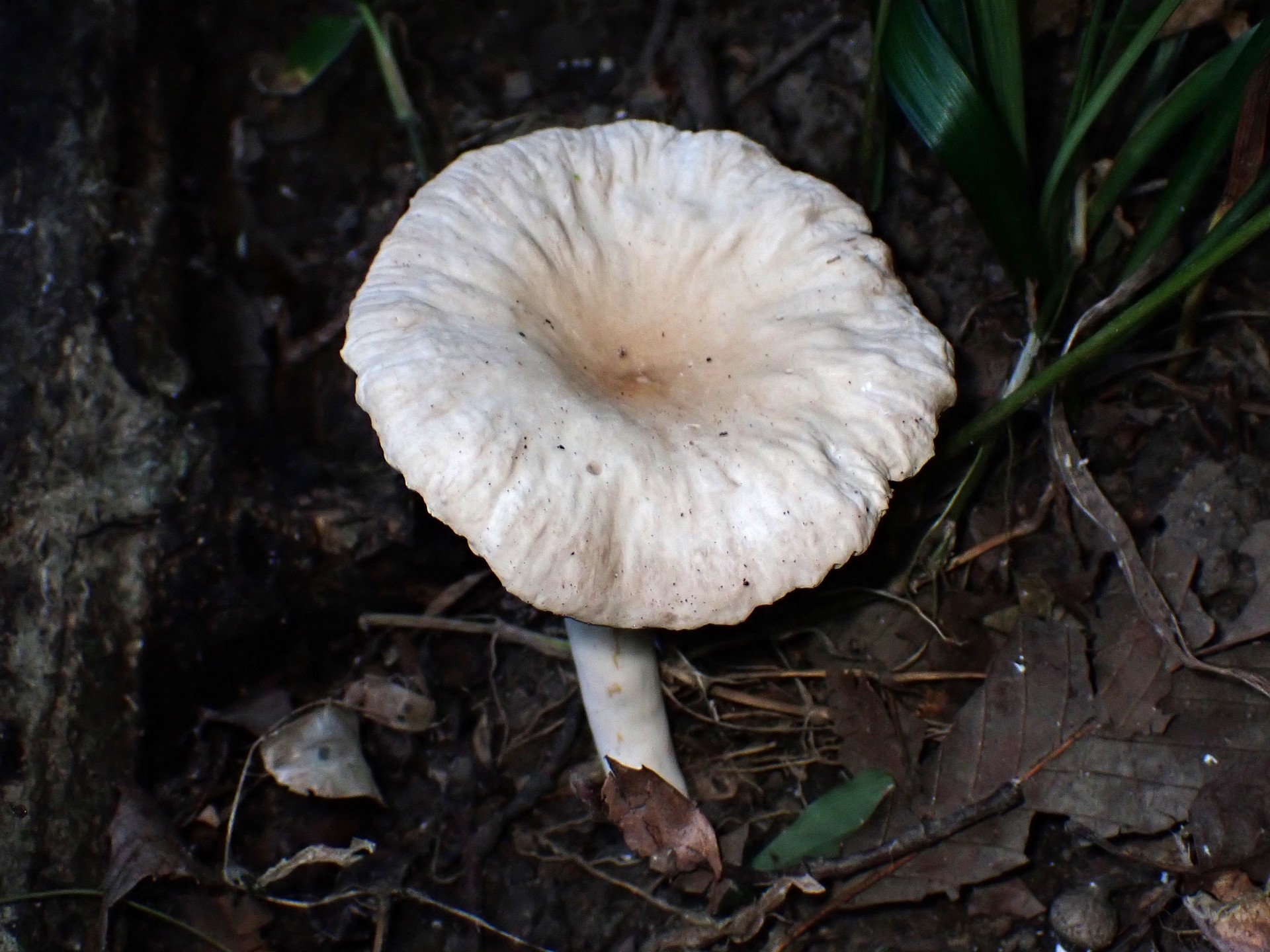 ヒロハウスズミチチタケ の高画質写真です。横浜市で、2025年8月28日に撮影したものです。