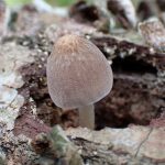 ヒトヨタケの仲間 の高画質写真です。横浜市で、2025年8月09日に撮影したものです。