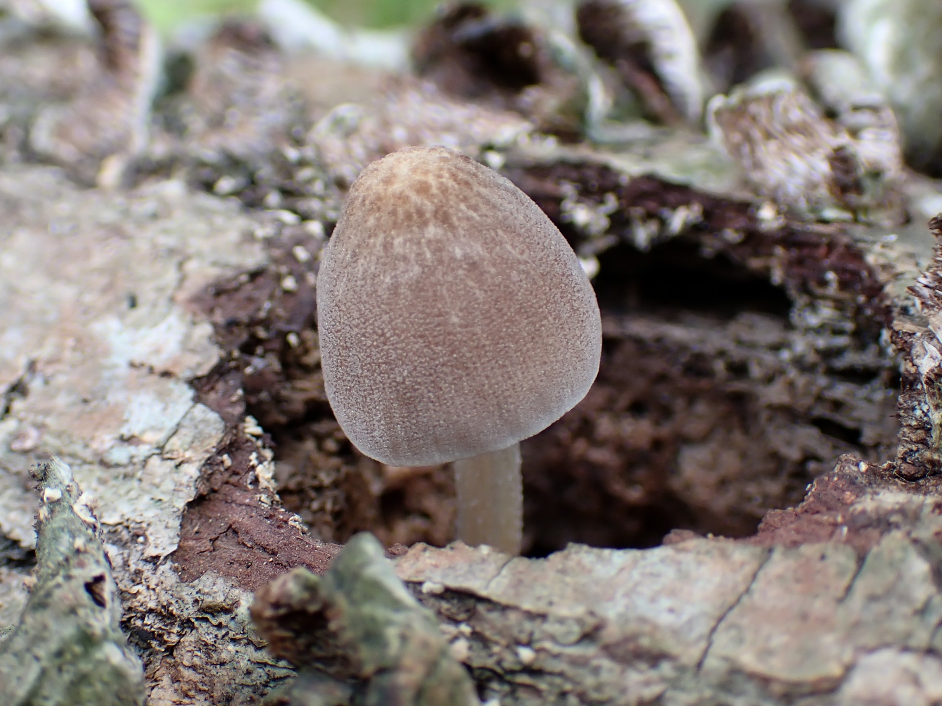 ヒトヨタケの仲間 の高画質写真です。横浜市で、2025年8月09日に撮影したものです。