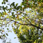 ホオノキ の高画質写真です。横浜市で、2025年8月04日に撮影したものです。