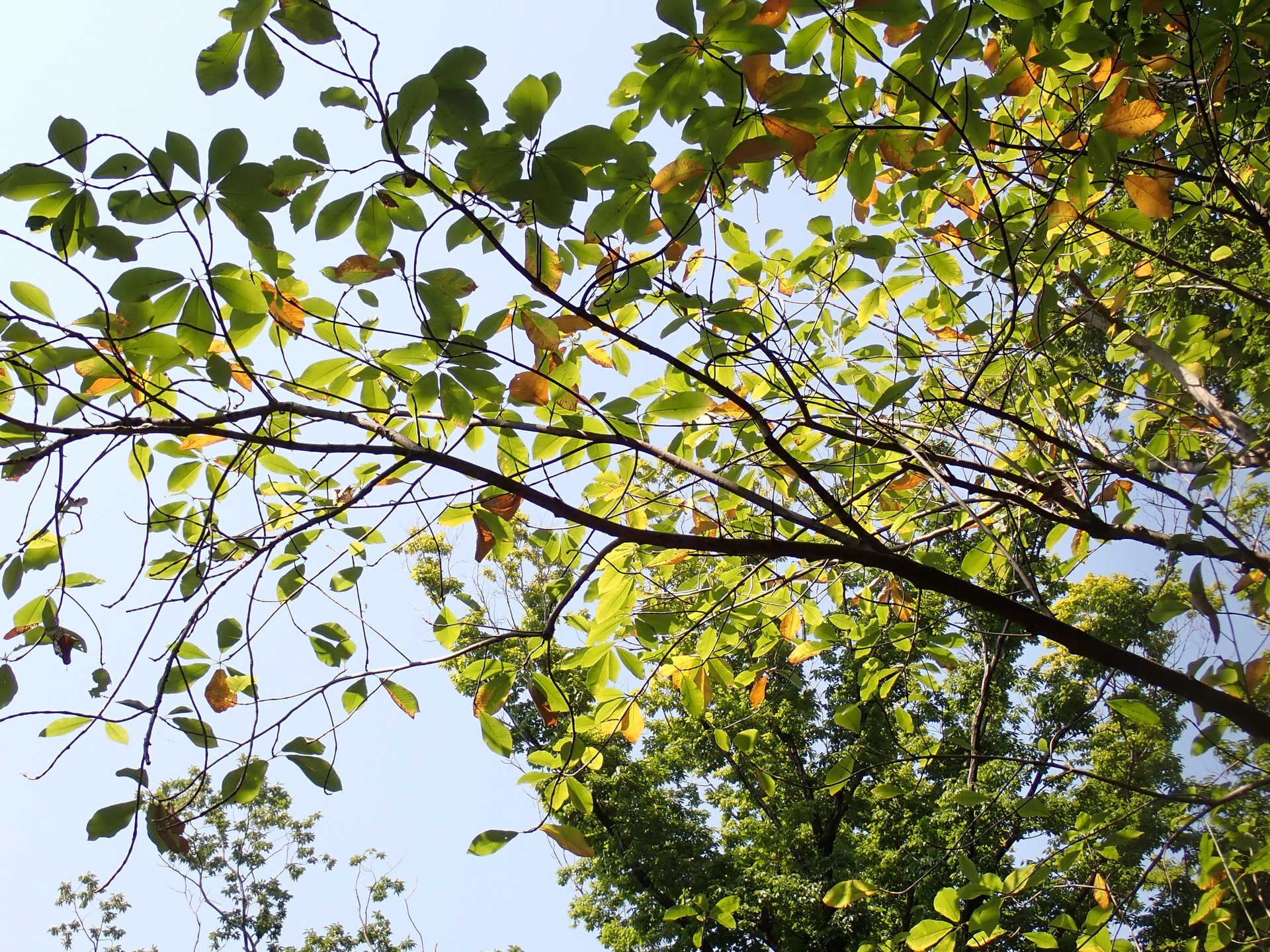 ホオノキ の高画質写真です。横浜市で、2025年8月04日に撮影したものです。