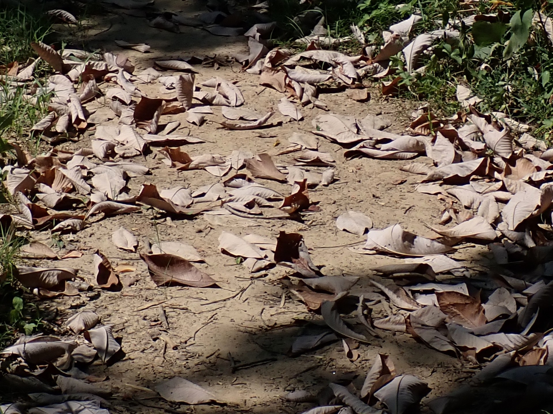 ホオノキ（落ち葉） の高画質写真です。横浜市で、2025年8月04日に撮影したものです。