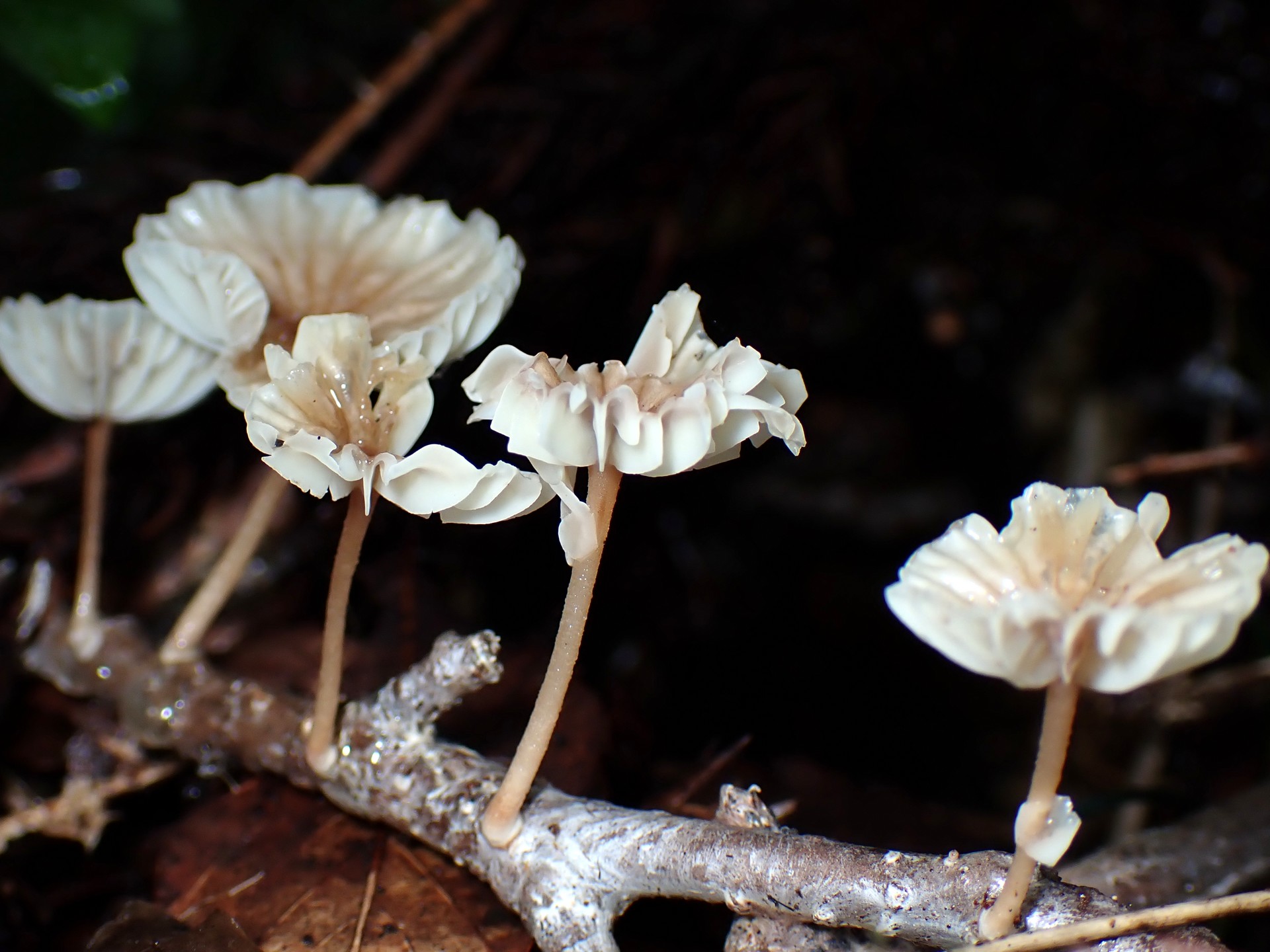 ホウライタケの仲間 の高画質写真です。横浜市で、2025年8月13日に撮影したものです。