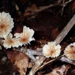 ホウライタケの仲間 の高画質写真です。横浜市で、2025年8月13日に撮影したものです。