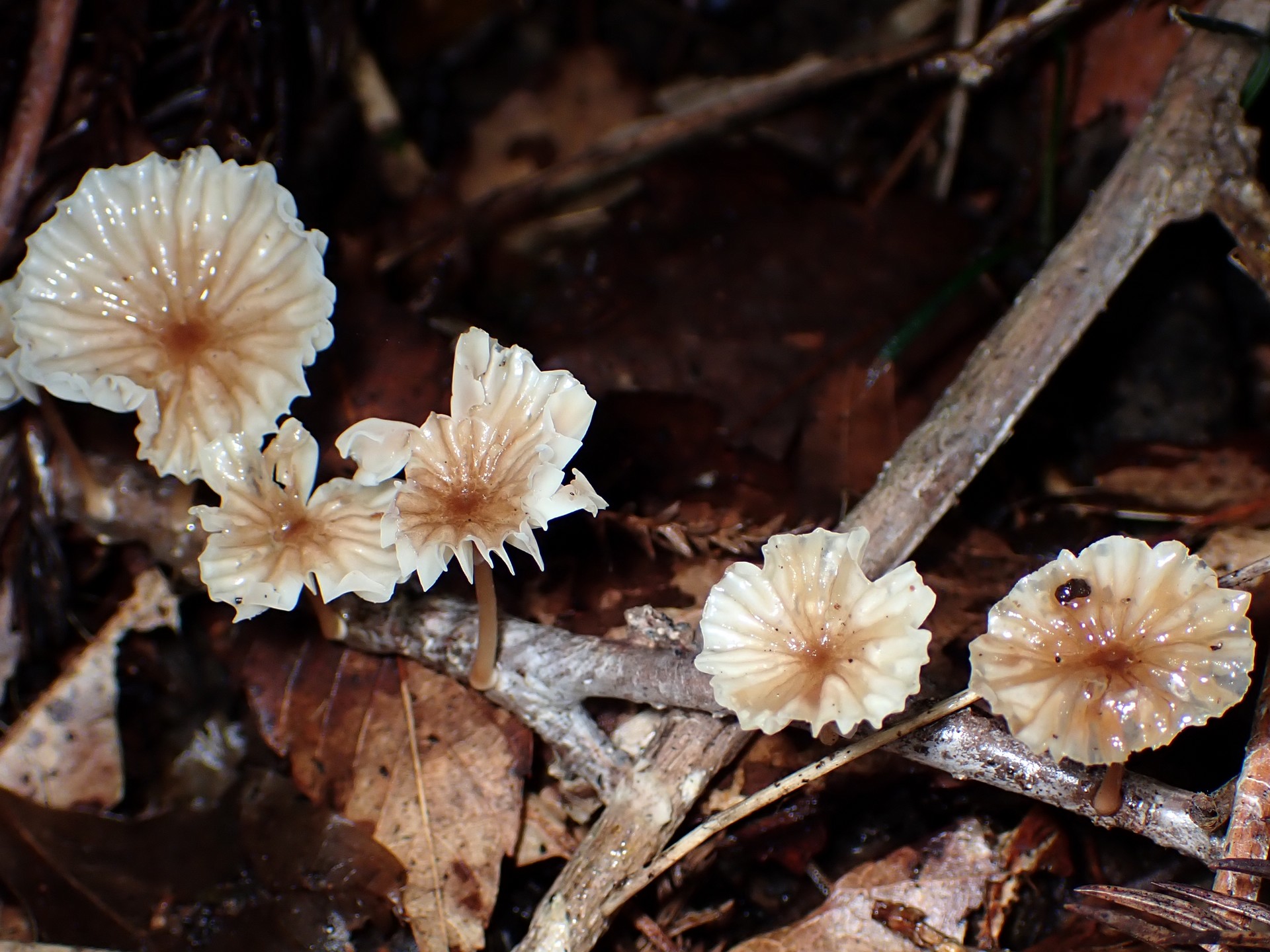 ホウライタケの仲間 の高画質写真です。横浜市で、2025年8月13日に撮影したものです。