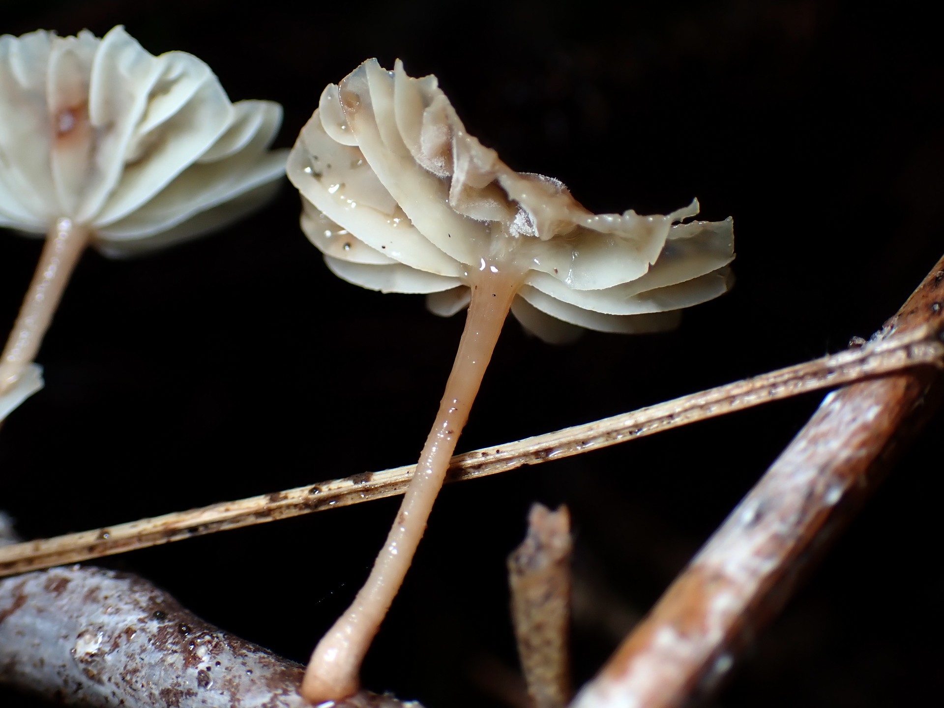 ホウライタケの仲間 の高画質写真です。横浜市で、2025年8月13日に撮影したものです。