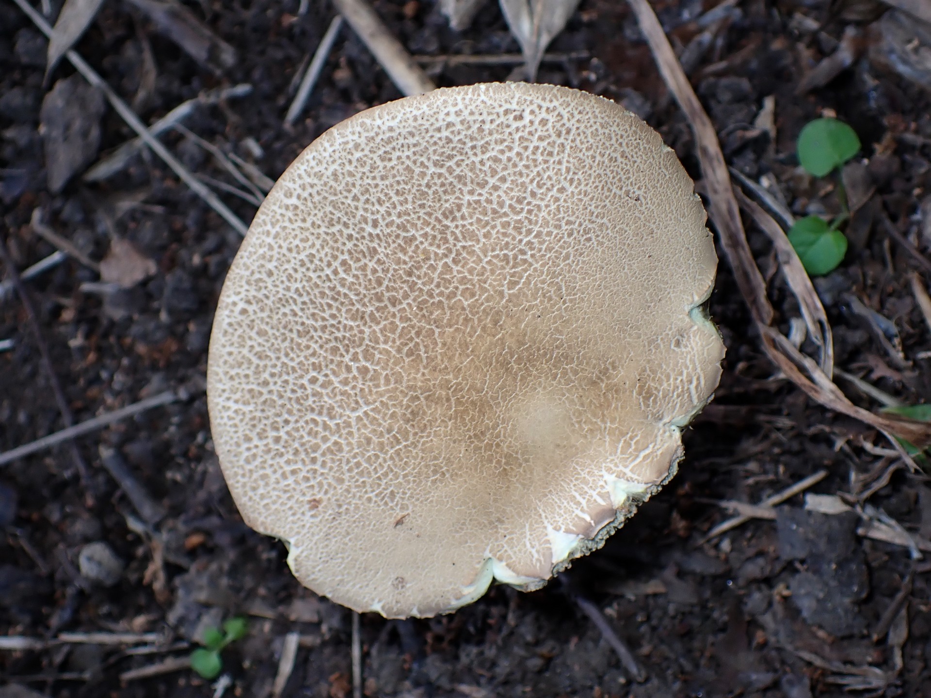 イグチの仲間 の高画質写真です。横浜市で、2025年8月21日に撮影したものです。