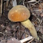 イグチの仲間 の高画質写真です。横浜市で、2025年8月23日に撮影したものです。