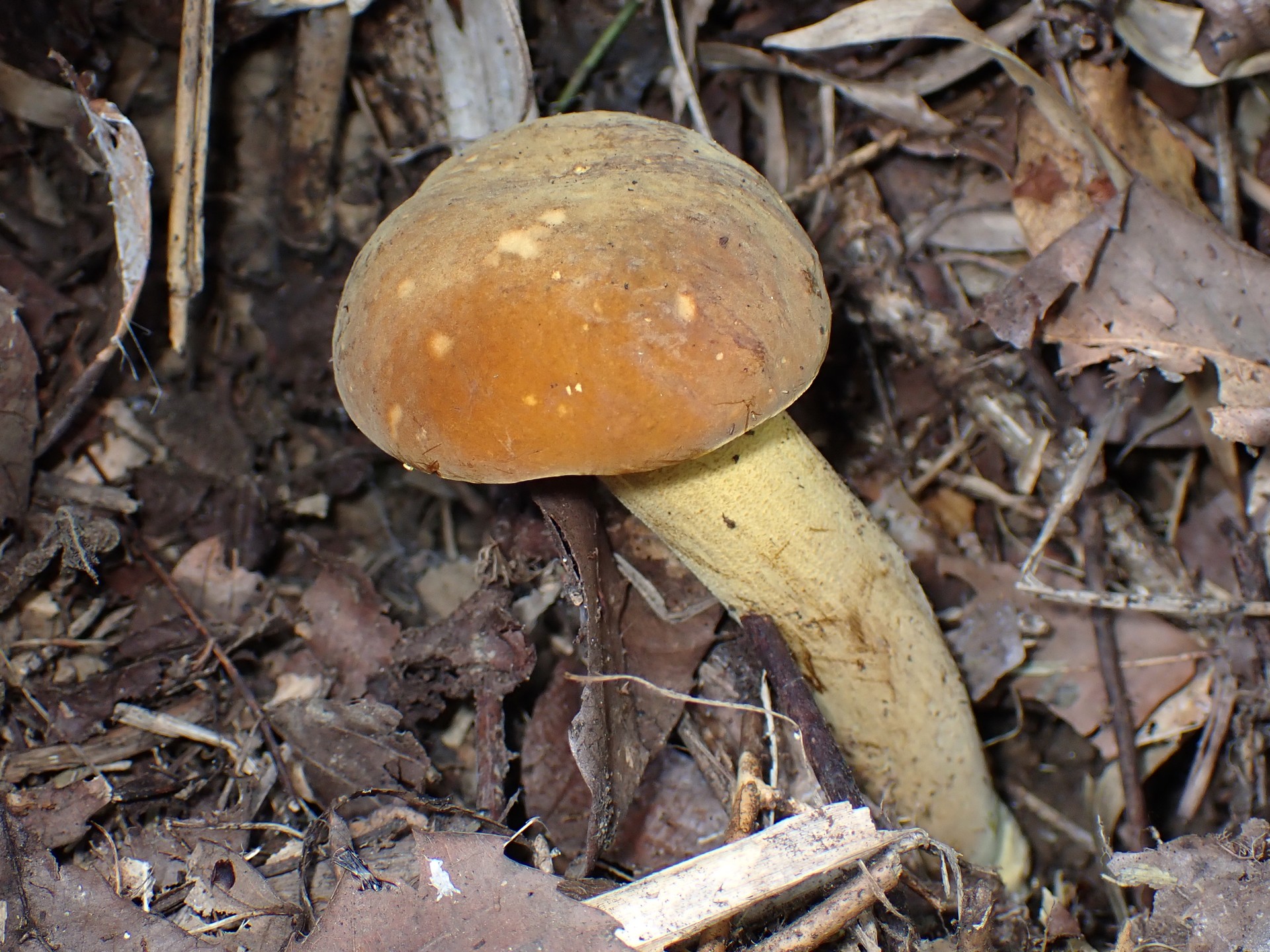 イグチの仲間 の高画質写真です。横浜市で、2025年8月23日に撮影したものです。