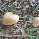 イグチの仲間 の高画質写真です。横浜市で、2025年8月25日に撮影したものです。