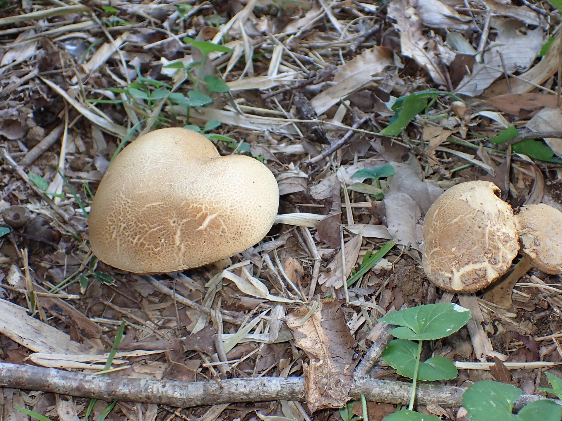 イグチの仲間 の高画質写真です。横浜市で、2025年8月25日に撮影したものです。