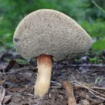 イグチの仲間 の高画質写真です。横浜市で、2025年8月21日に撮影したものです。