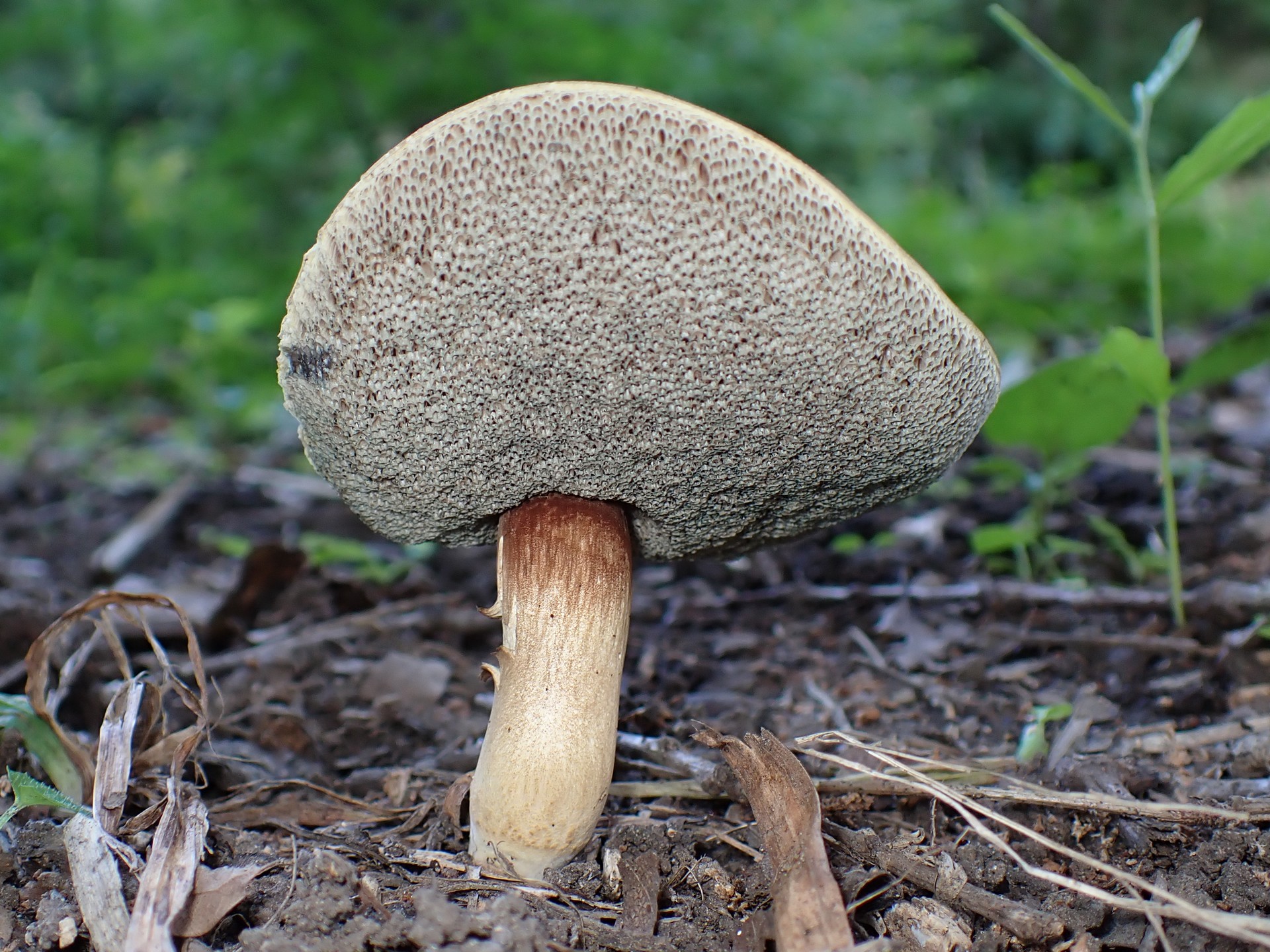 イグチの仲間 の高画質写真です。横浜市で、2025年8月21日に撮影したものです。