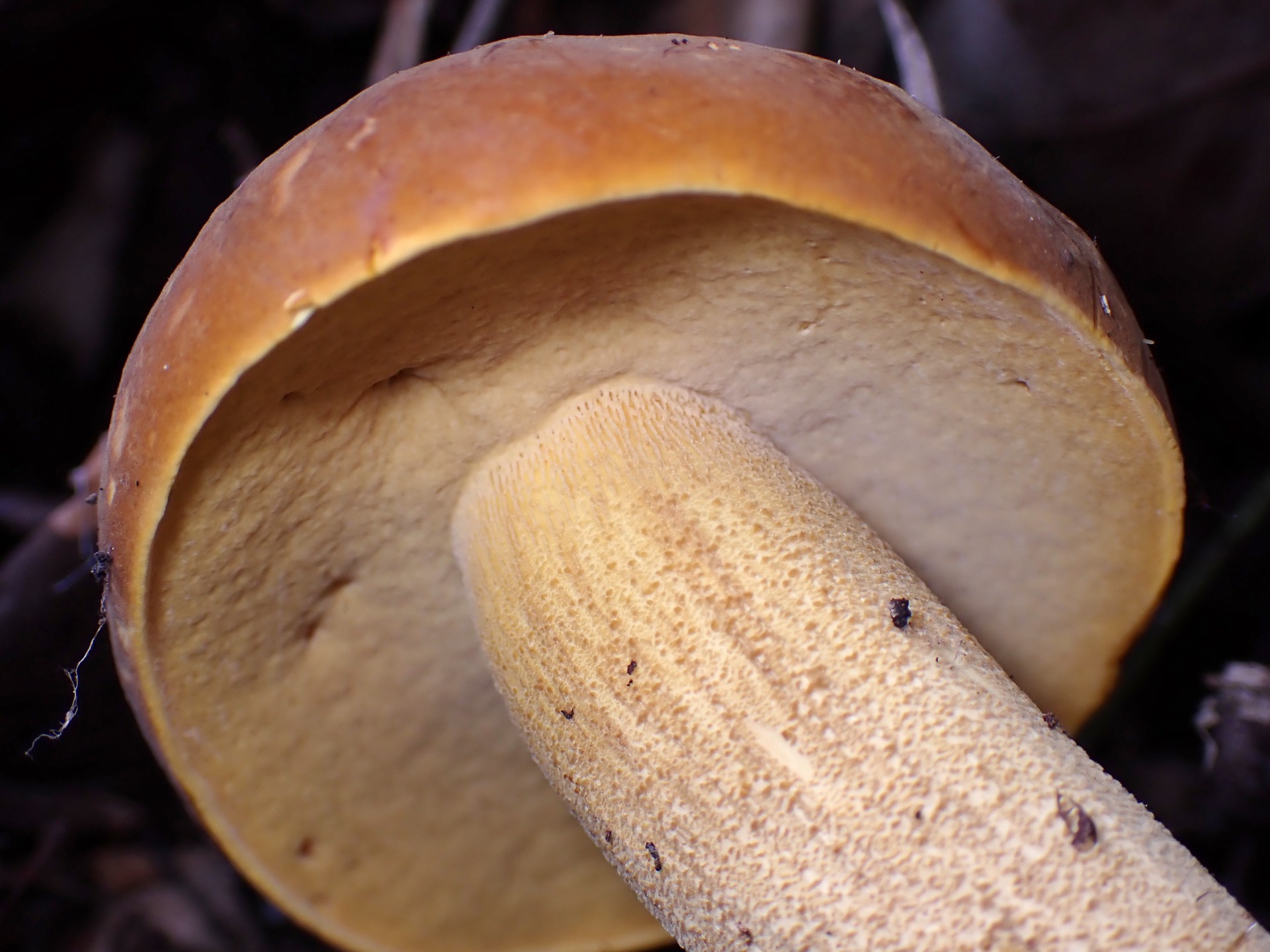 イグチの仲間 の高画質写真です。横浜市で、2025年8月23日に撮影したものです。