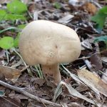 ジャガイモに似きのこ の高画質写真です。横浜市で、2025年8月21日に撮影したものです。