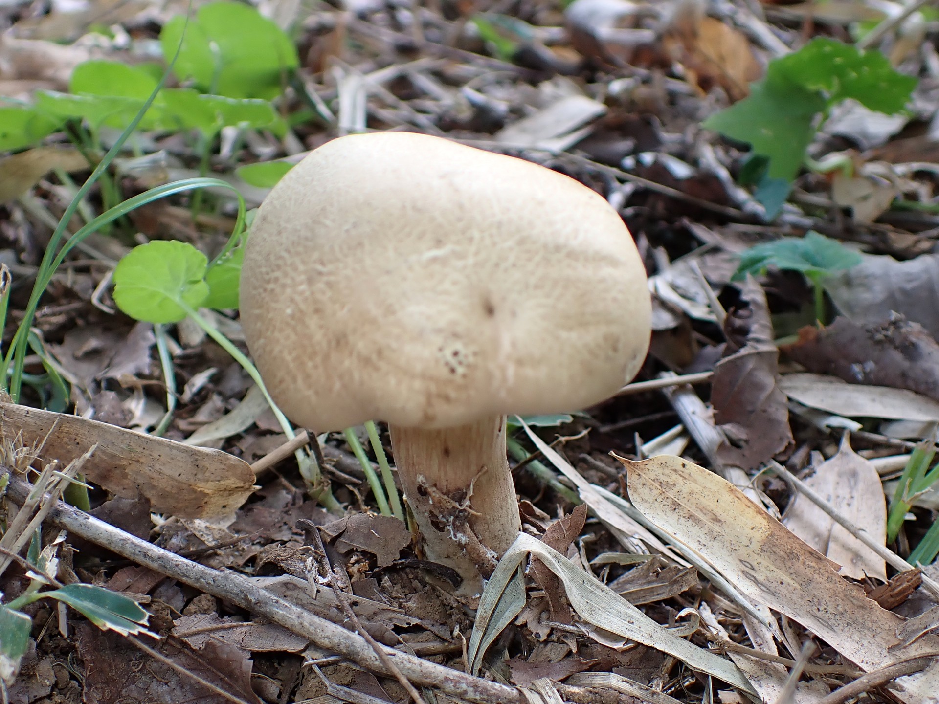 ジャガイモに似きのこ の高画質写真です。横浜市で、2025年8月21日に撮影したものです。