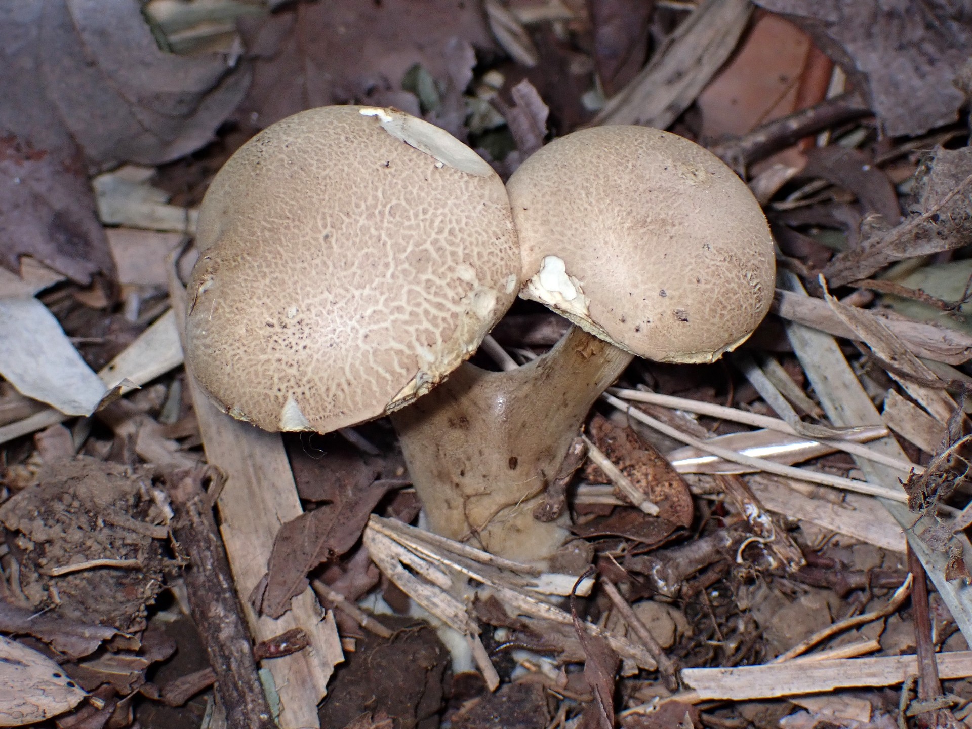 ジャガイモに似きのこ の高画質写真です。横浜市で、2025年8月21日に撮影したものです。