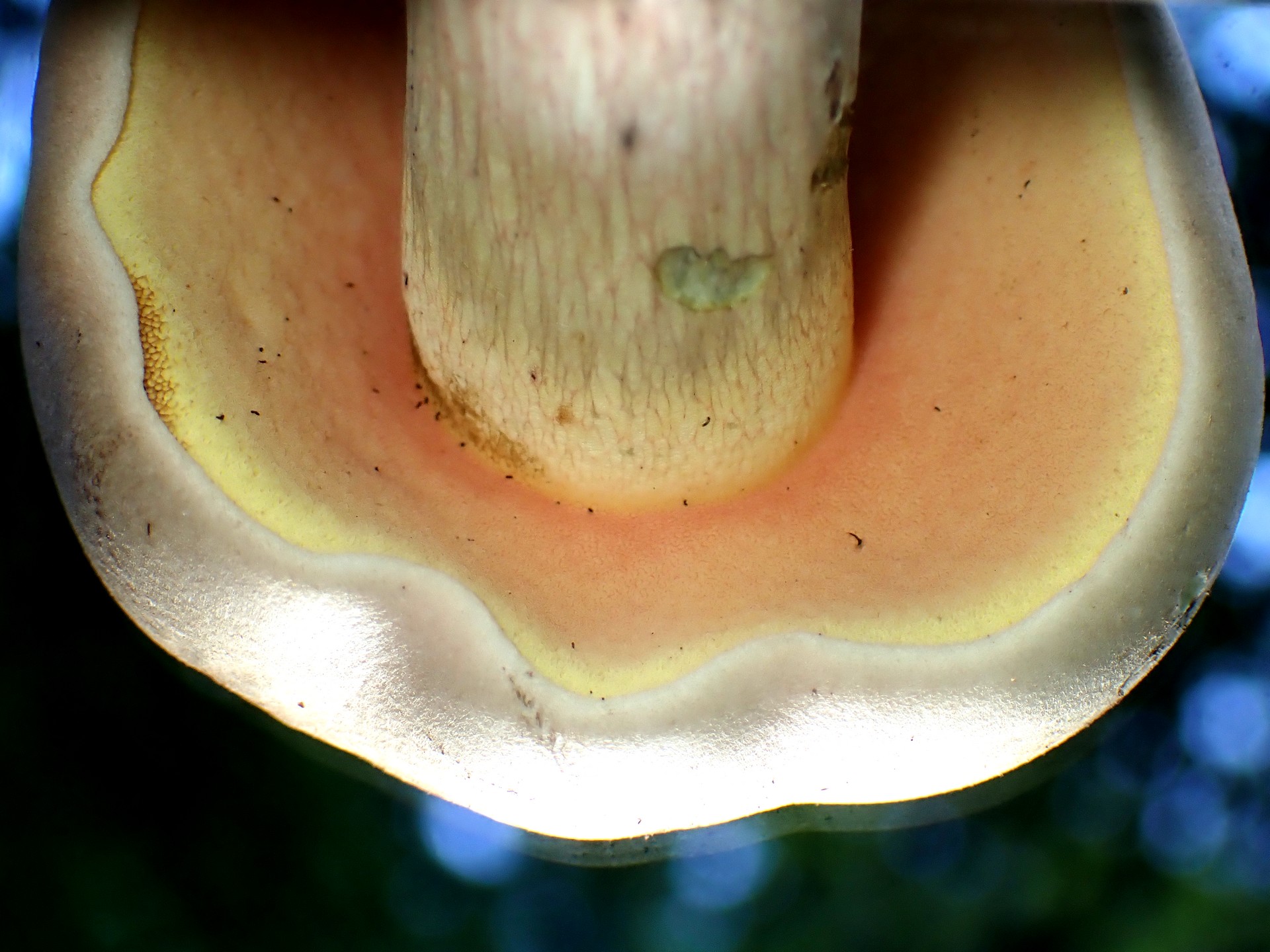 ジャガイモに似きのこ の高画質写真です。横浜市で、2025年8月21日に撮影したものです。