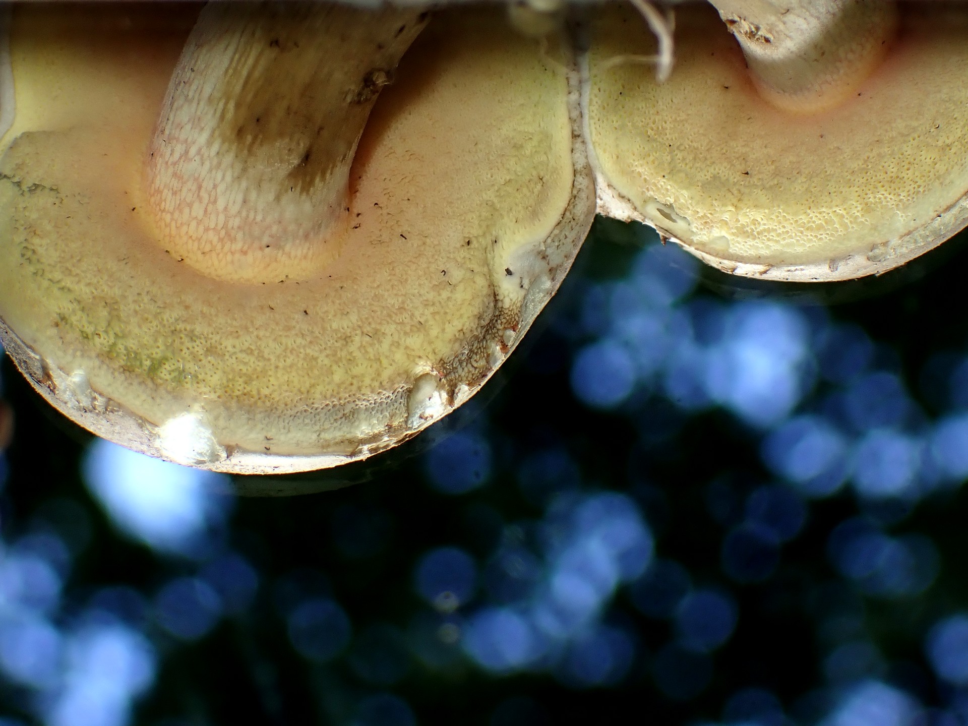 ジャガイモに似きのこ の高画質写真です。横浜市で、2025年8月21日に撮影したものです。