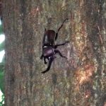 カブトムシ の写真です。横浜市で、2025年8月14日に撮影したものです。