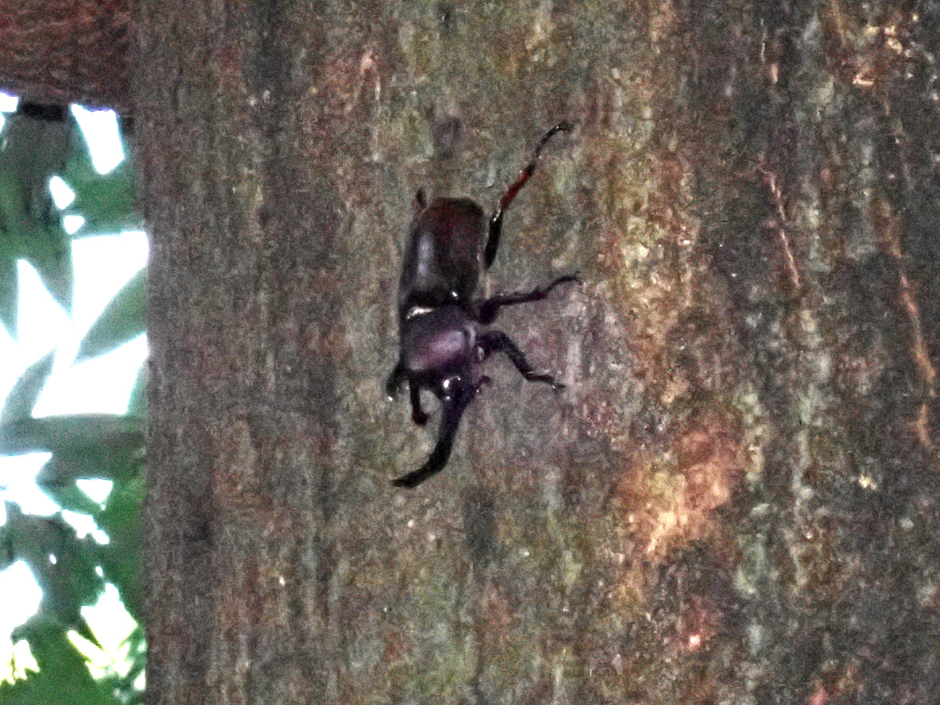 カブトムシ の写真です。横浜市で、2025年8月14日に撮影したものです。