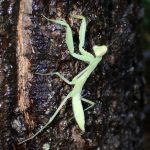 カマキリ の高画質写真です。横浜市で、2025年8月11日に撮影したものです。