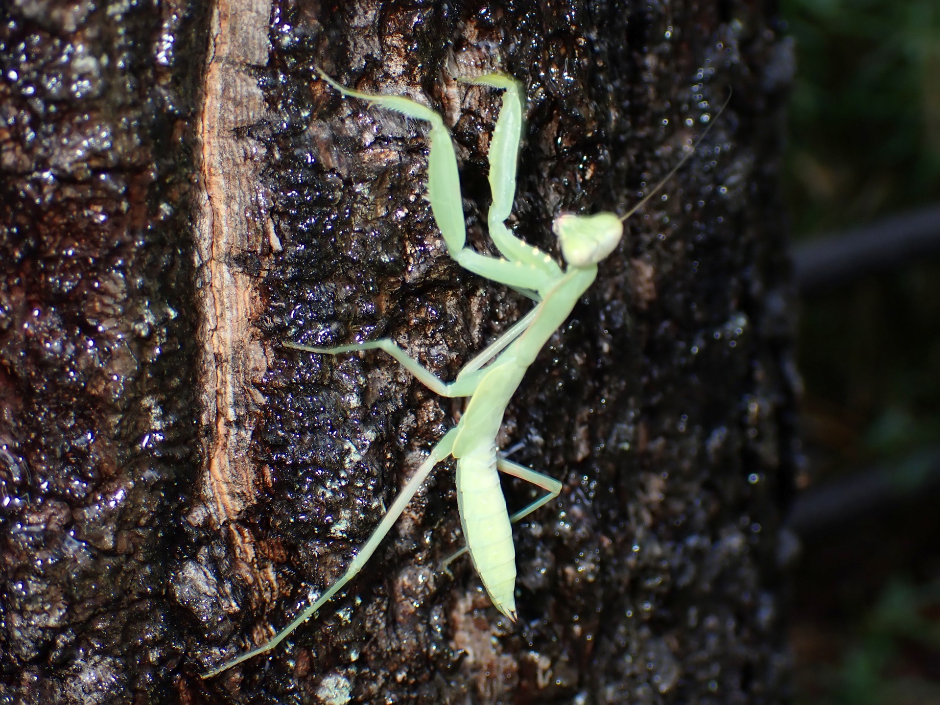 カマキリ の高画質写真です。横浜市で、2025年8月11日に撮影したものです。