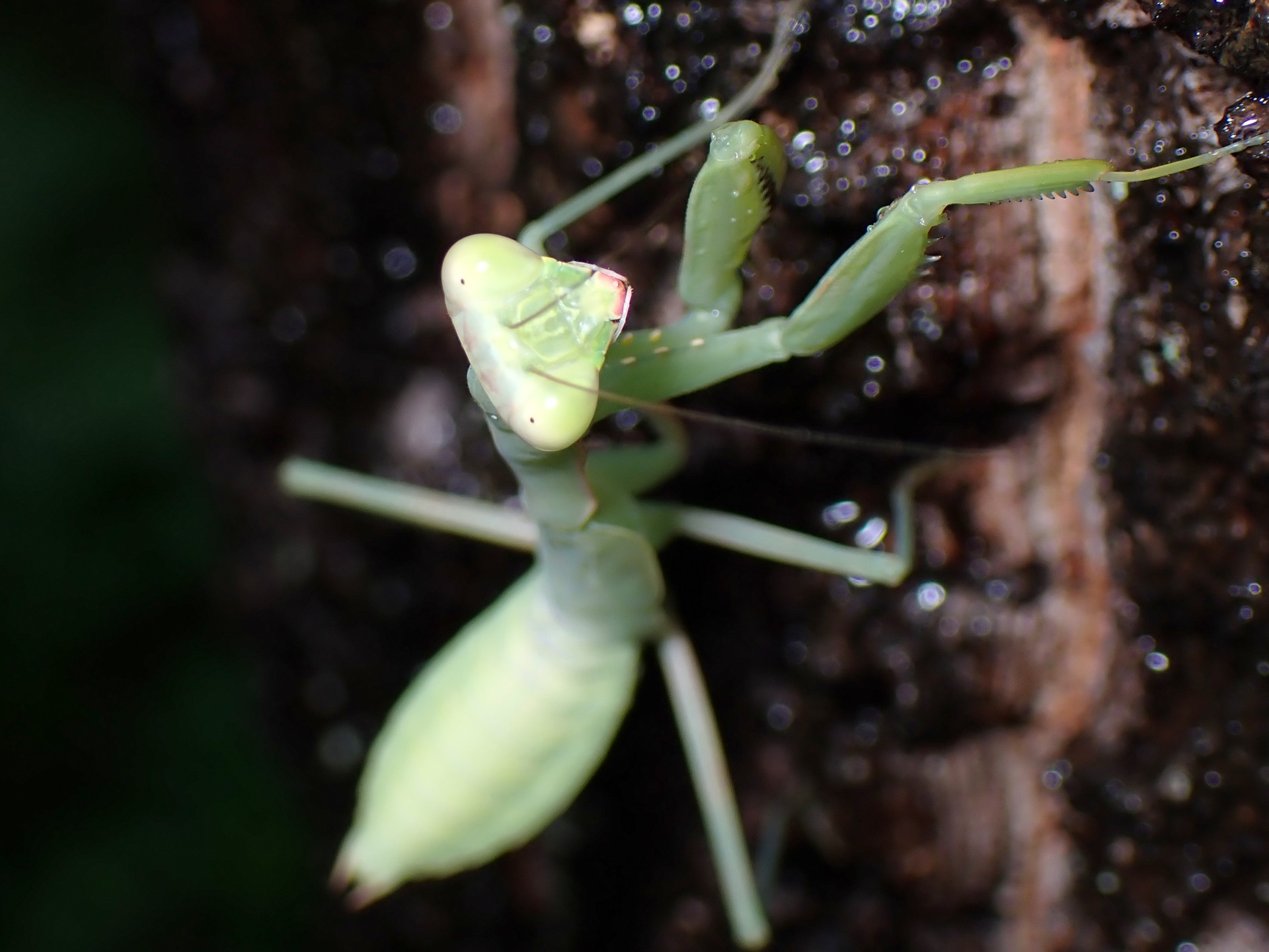 カマキリ の高画質写真です。横浜市で、2025年8月11日に撮影したものです。