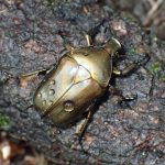 カナブン の高画質写真です。横浜市で、2025年8月11日に撮影したものです。