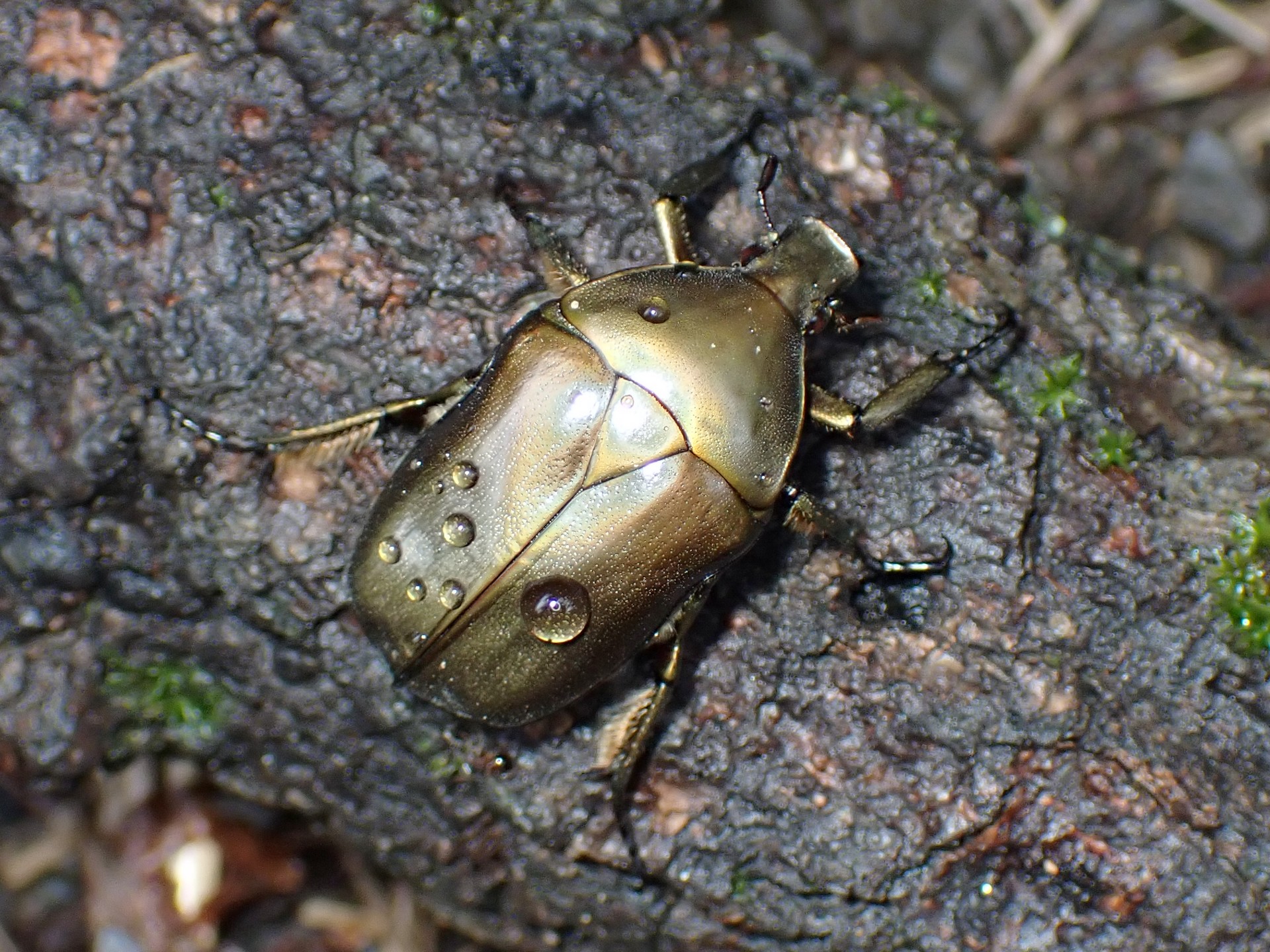 カナブン の高画質写真です。横浜市で、2025年8月11日に撮影したものです。