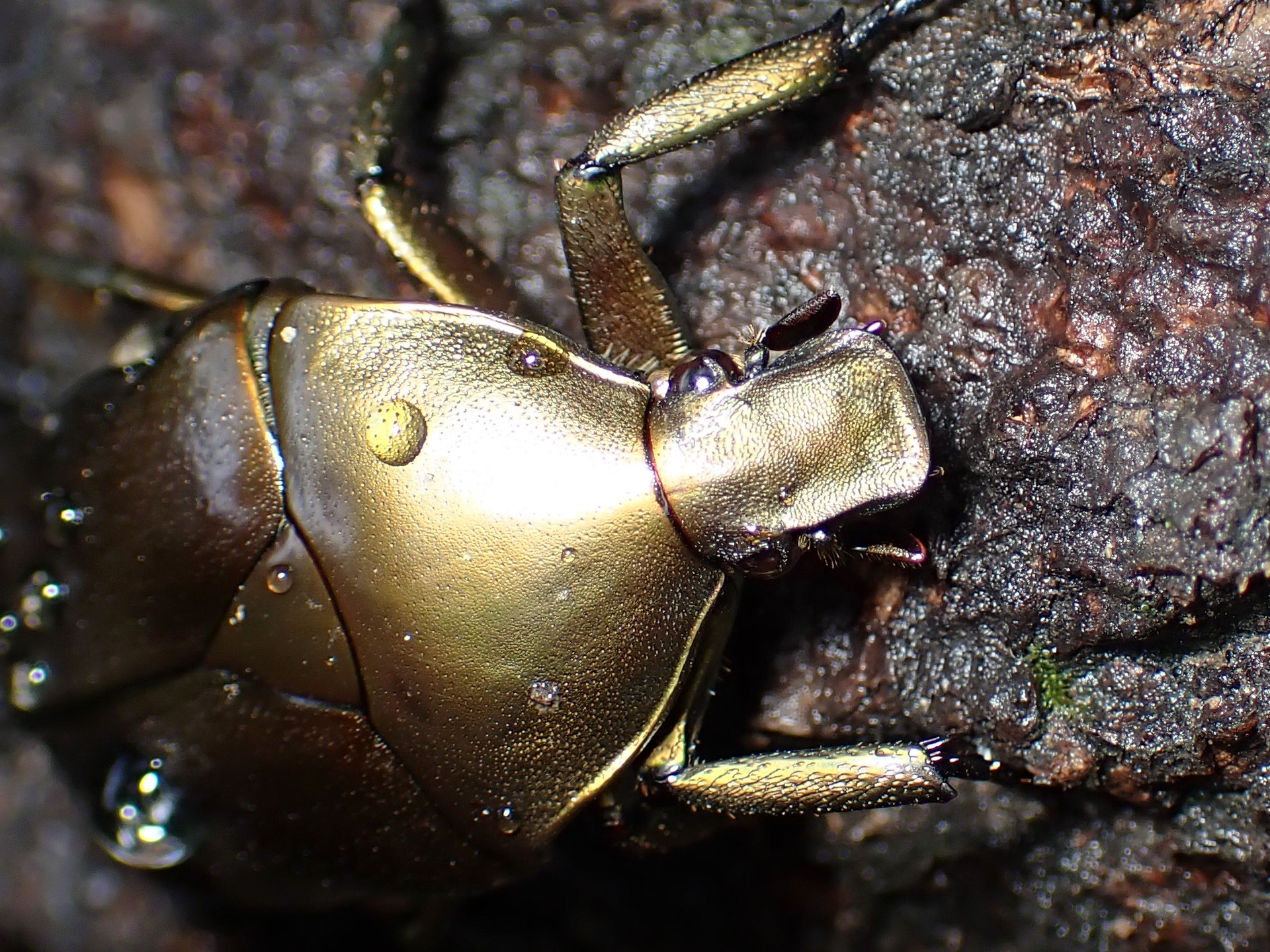 カナブン の高画質写真です。横浜市で、2025年8月11日に撮影したものです。