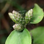 カシワバハグマ の高画質写真です。横浜市で、2025年8月06日に撮影したものです。