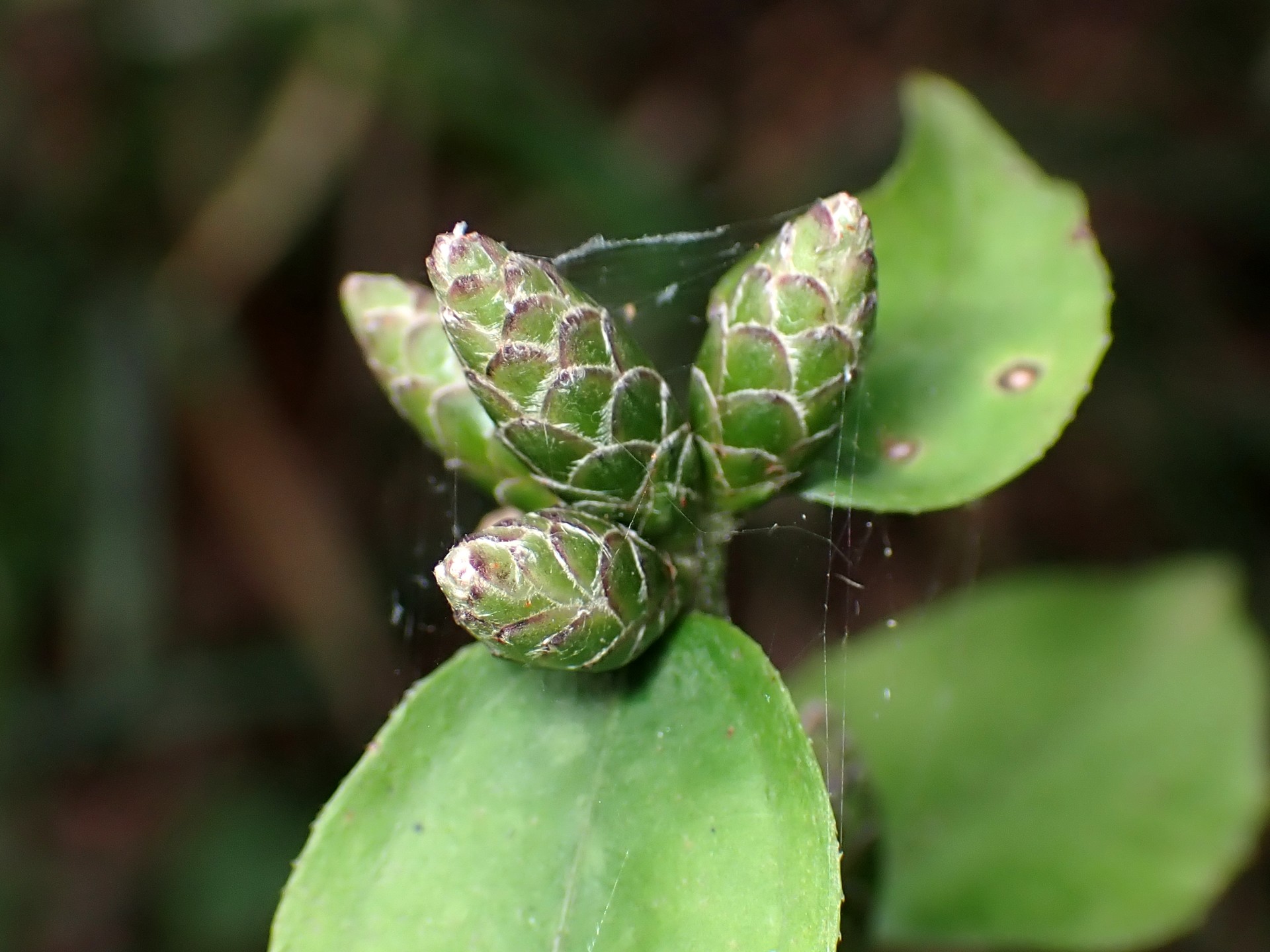 カシワバハグマ の高画質写真です。横浜市で、2025年8月06日に撮影したものです。