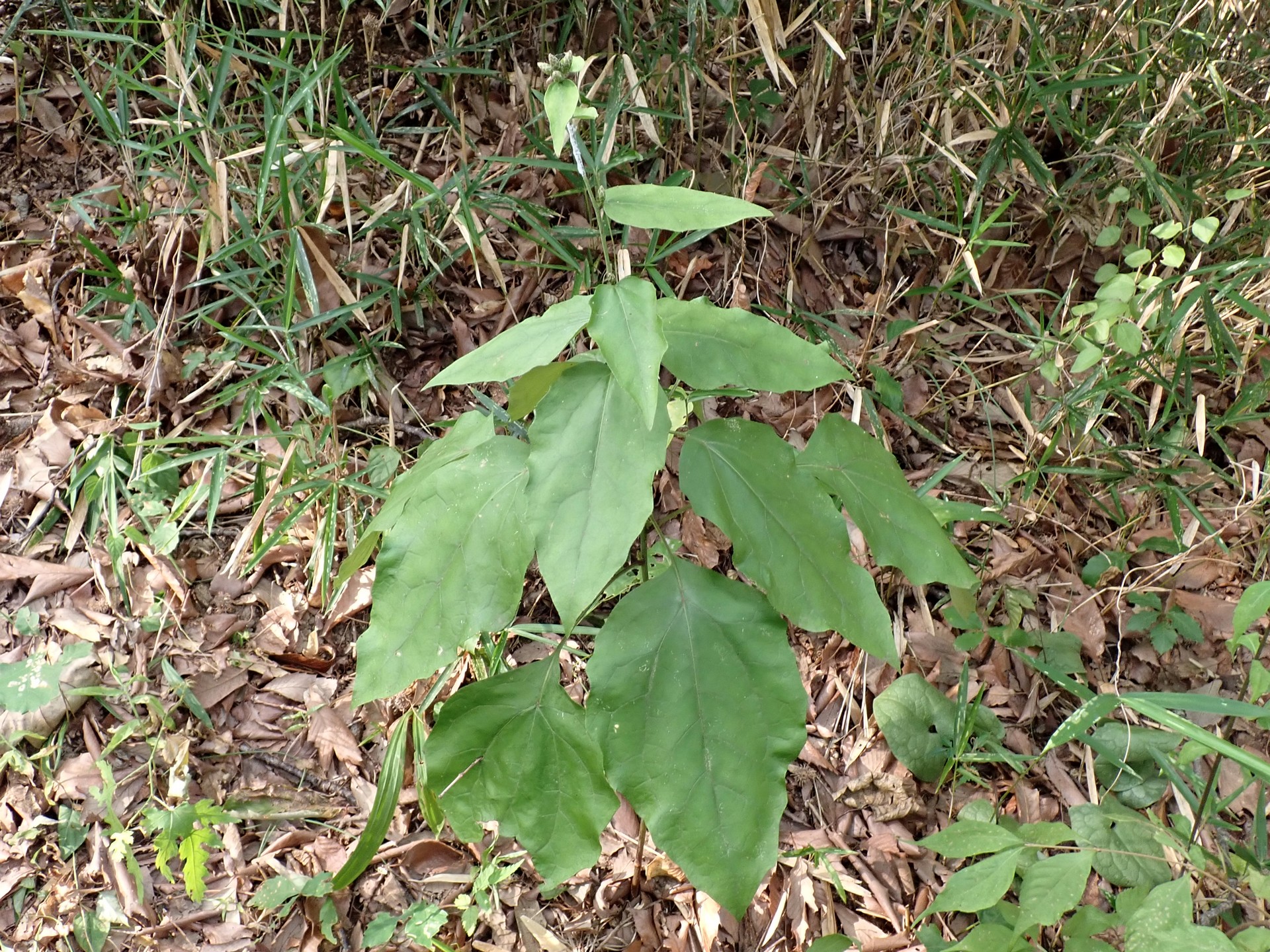カシワバハグマ の高画質写真です。横浜市で、2025年8月06日に撮影したものです。