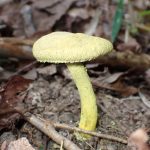 キイロイグチ の高画質写真です。横浜市で、2025年8月27日に撮影したものです。